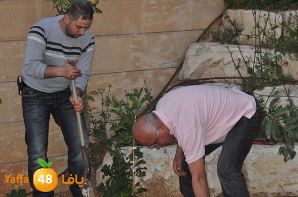 trees yaffa jamhairea (14).JPG